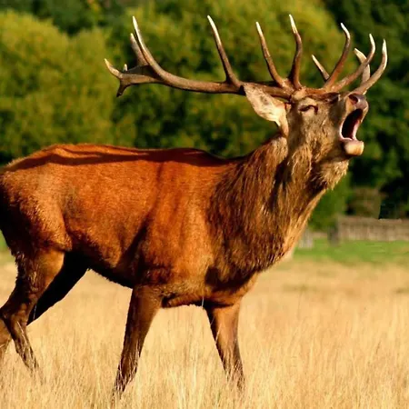 With Swimming Pool Situated In Wonderful Castle Grounds In Сasa de vacaciones *