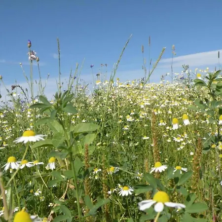 With Swimming Pool Situated In Wonderful Castle Grounds In